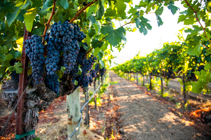 Why Napa Valley Winery Should Be on Your To-Visit List